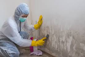 Trusted Cincinnati, OH Mold Remediation Experts